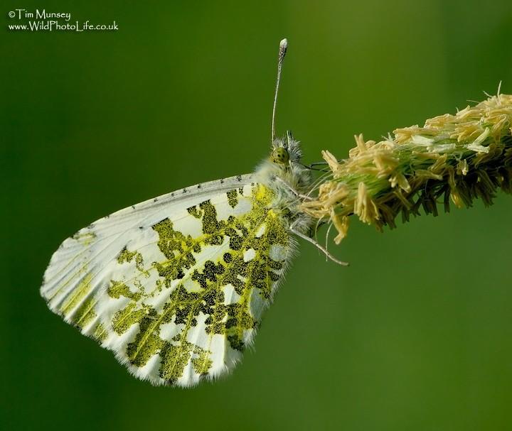 Orange Tip 6_06_06.jpg